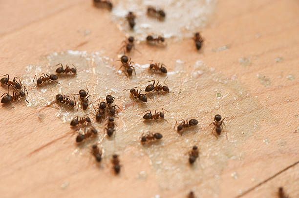 Best Spider Control Near Me  in Centereach, NY